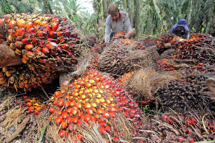 Industri kelapa sawit Indonesia merupakan aset yang mesti dilindungi dari kampanye hitam negara lain. Katadata News
