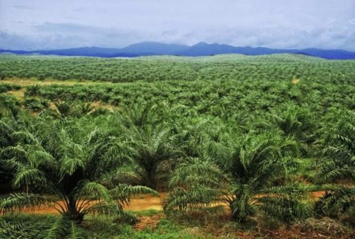 Perkebunan kelapa sawit bukan hasil dari deforestasi. Foto : Internet