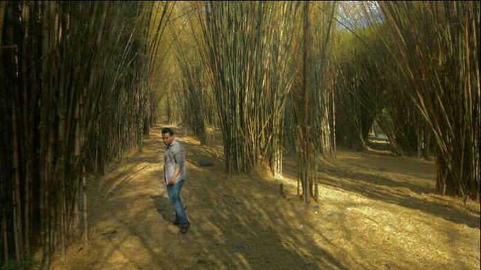 Tanaman bambu cocok untuk ditanam guna merehabilitasi lahan. Foto : Travpacker Indonesia
