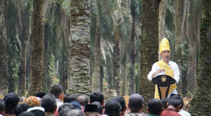 Presiden Joko Widodo meresmikan program peremajaan kelapa sawit rakyat di Rohil.