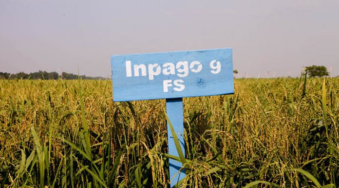 Kementan melalui Badan Litbang Pertanian menggencarkan pengembangan berbagai varietas padi inpago.