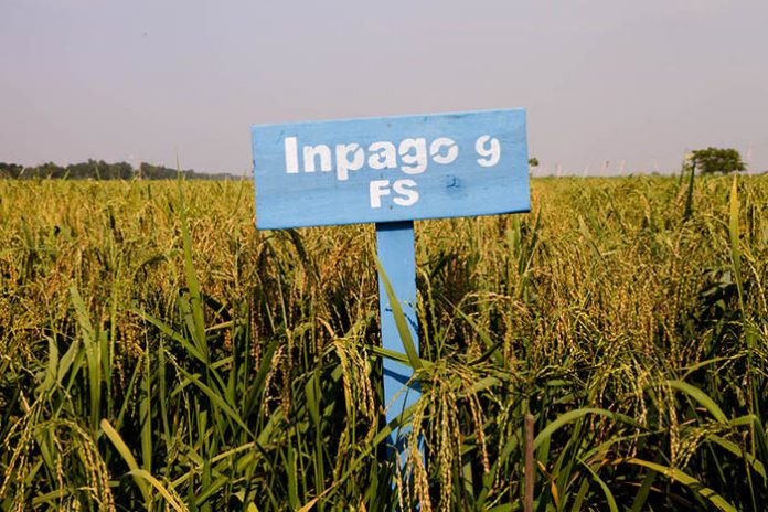 Kementan melalui Badan Litbang Pertanian menggencarkan pengembangan berbagai varietas padi inpago.