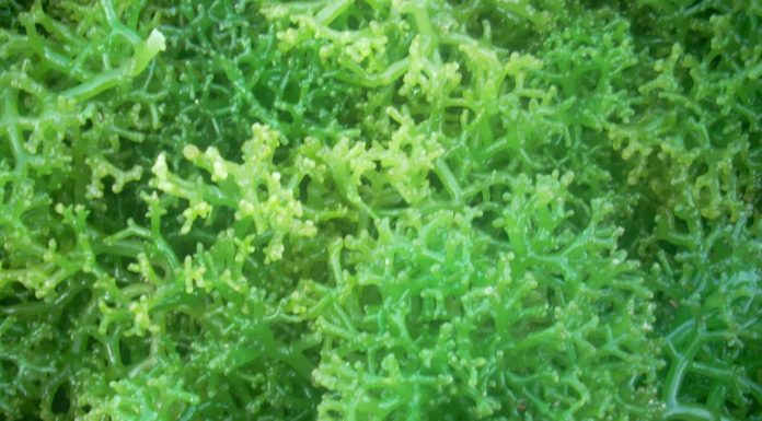 Rumput laut salah satu potensi nasional yang bisa dikembangkan melalui budidaya. sayang belum dioptimalkan.