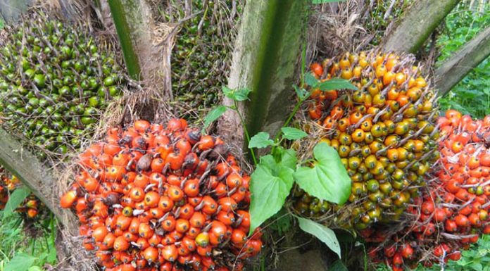 Uni Eropa melakukan diskriminasi terhadap kelapa sawit karena persaingan dagang. Foto : Vibizmedia.com