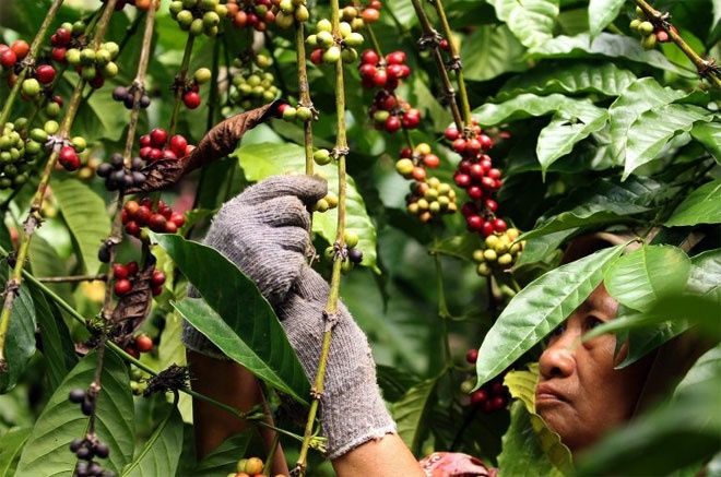 Masuknya BNI dalam program-program pengembangan kesejahteraan petani kopi rakyat ini didorong oleh keinginan bank agar petani kopi rakyat tidak sulit memperoleh akses pembiayaan. Foto : Banyuwangi Terkini