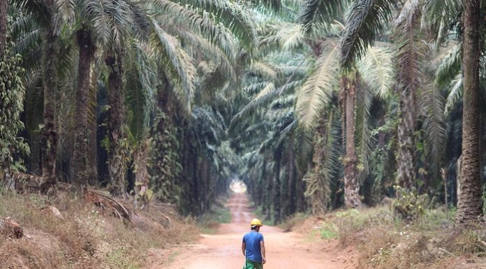 Pemerintah Kabupaten Lebak berupaya perkebunan kelapa sawit yang dikembangkan petani plasma menjadi andalan pendapatan ekonomi masyarakat juga penyerapan lapangan pekerjaan. Foto : Jos/tropis.co