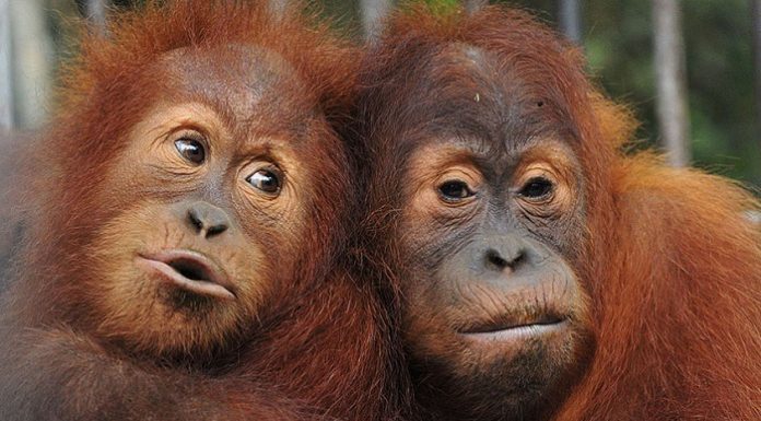 Kementerian LHK terus berkoordinasi dengan Kementerian ESDM untuk memastikan pembangunan PLTA itu nantinya tidak mengganggu habitat orangutan. Foto : CBC.ca