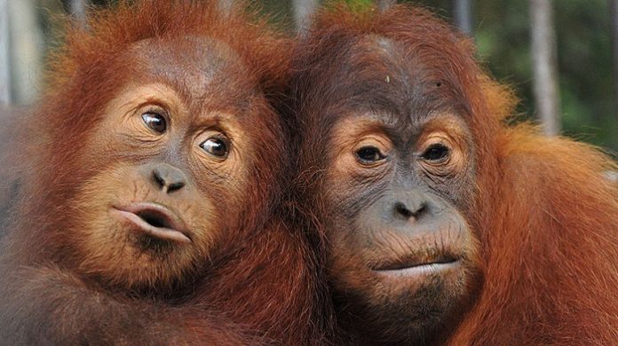 Kementerian LHK terus berkoordinasi dengan Kementerian ESDM untuk memastikan pembangunan PLTA itu nantinya tidak mengganggu habitat orangutan. Foto : CBC.ca