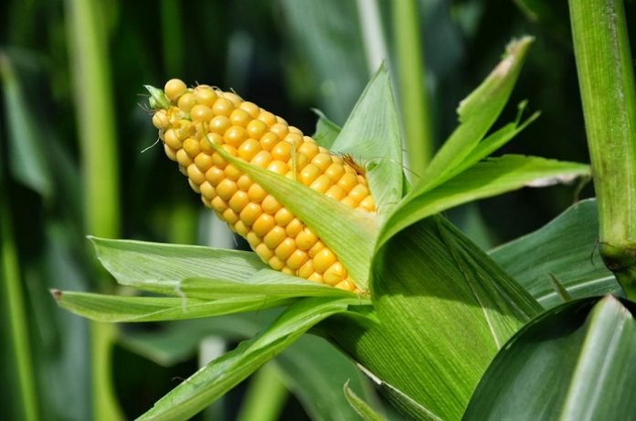 Produksi jagung diperkirakan mencapai 30 juta ton pipilan kering (PK) pada tahun 2018. Foto : DuPont Pioneer