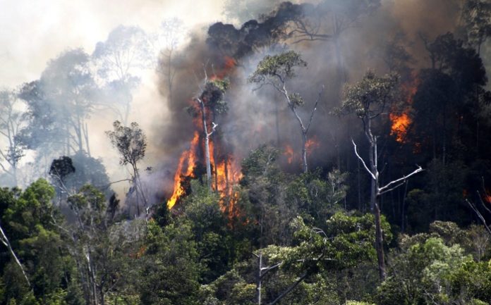Satgas Karhutla terus meminimalisir titik api yang ada di Provinsi Jambi agar Karhutla tidak meluas. Foto : Environment Indonesia Center