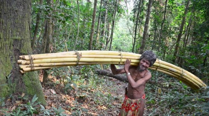 Sudah ada sekitar 1,6 juta hektare hutan adat yang terpetakan secara partisipatif di daerah yang telah memiliki Perda Pengakuan Masyarakat Adat. Foto : Jambi Link