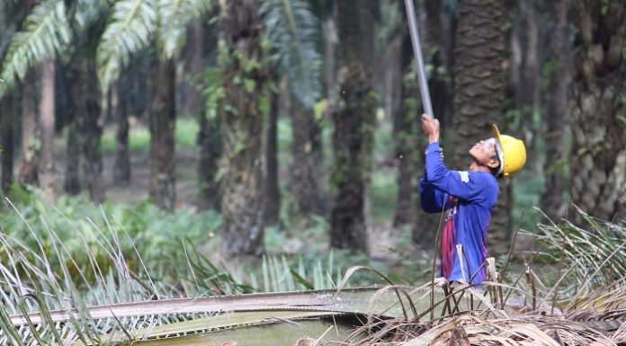 Program Peremajaan Sawit bisa mendongkrak produktivitas perkebunan sawit rakyat. Foto : Jos/tropis.co