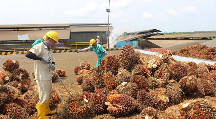 Pemerintah harus menyadari bahwa pengurangan angka kemiskinan melalui pengembangan industri kelapa sawit merupakan strategi pembangunan yang sangat penting. Foto : Jos/tropis.co
