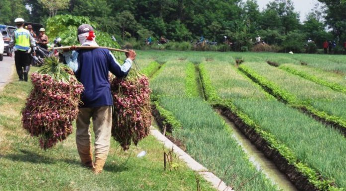 Dinas Pertanian Kabupaten Samosir secara berkala memberikan pembekalan pengetahuan dengan harapan para petani memiliki kemampuan meningkatkan produksi bawang merah. Foto : Tribunnews.com