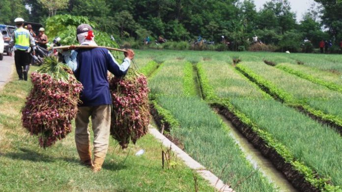 Dinas Pertanian Kabupaten Samosir secara berkala memberikan pembekalan pengetahuan dengan harapan para petani memiliki kemampuan meningkatkan produksi bawang merah. Foto : Tribunnews.com