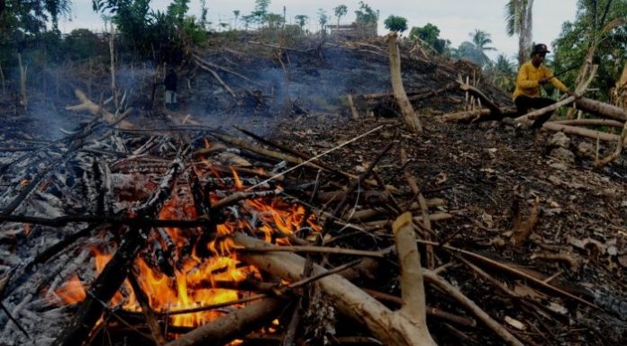 Data kebakaran hutan dan lahan sejauh ini 90 persen karena ulah manusia. Foto : Antara