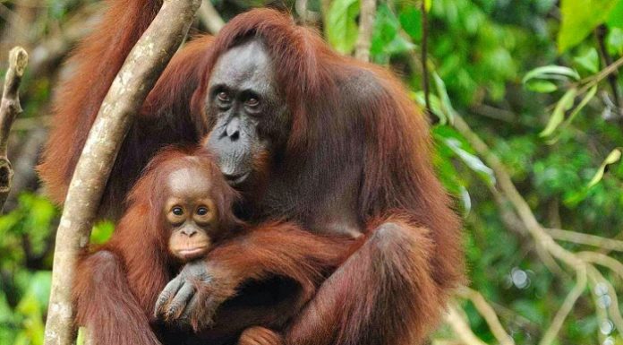 Kelestarian satwa orangutan Sumatera jadi perhatian serius KLHK dalam pembangunan PLTA Batang Toru. Foto : Leuser Conservation Partnership
