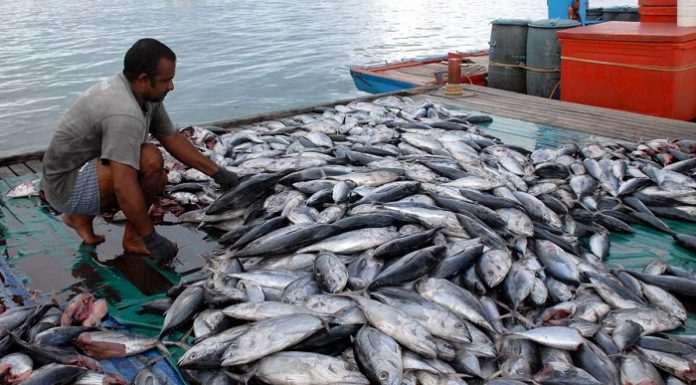 Indonesia telah menunjukkan semangat nyata dalam pembangunan sektor kelautan dan perikanan dalam tiga tahun terakhir. Foto : KKP News