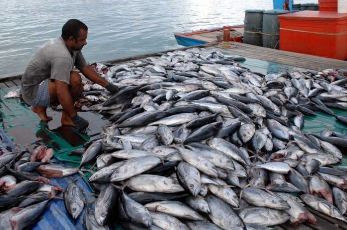 Indonesia telah menunjukkan semangat nyata dalam pembangunan sektor kelautan dan perikanan dalam tiga tahun terakhir. Foto : KKP News