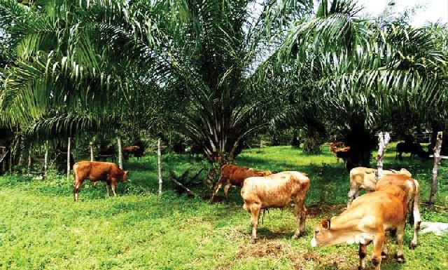 Integrasi sawit dan sapi merupakan multiplier effects dari perkebunan kelapa sawit di mana potensi lahan perkebunan dapat dimanfaatkan dengan baik sebagai sumber pakan dan tempat penggembalaan bagi ternak sapi potong. Foto : riaumandiri.co