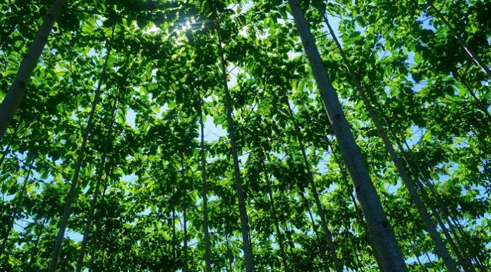 Pada program perhutanan sosial warga secara legal diakui negara mengelola kawasan lahan hutan negara dengan pola argoforesty. Foto : Kementerian LHK