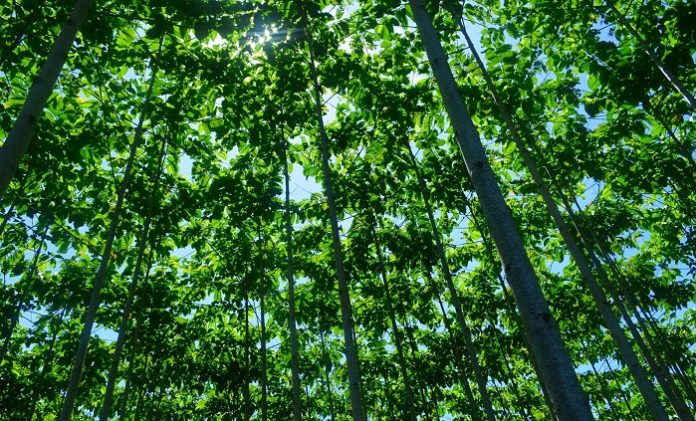 Pada program perhutanan sosial warga secara legal diakui negara mengelola kawasan lahan hutan negara dengan pola argoforesty. Foto : Kementerian LHK