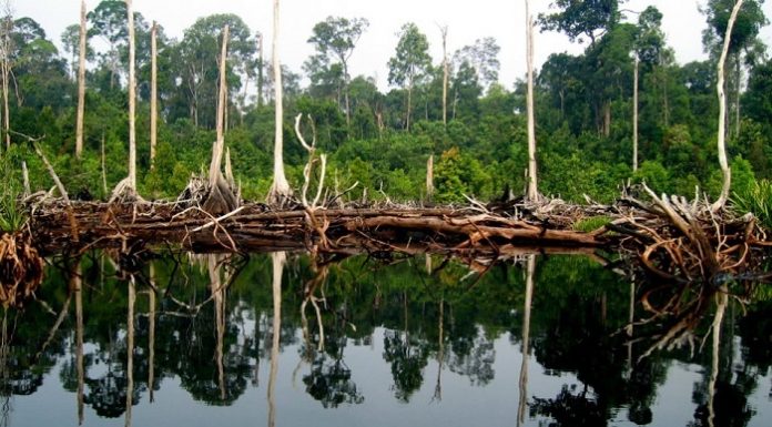 Indonesia lebih baik dalam merawat lahan gambut ketimbang Uni Eropa. Foto : Wetlands International Indonesia