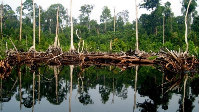 Indonesia lebih baik dalam merawat lahan gambut ketimbang Uni Eropa. Foto : Wetlands International Indonesia