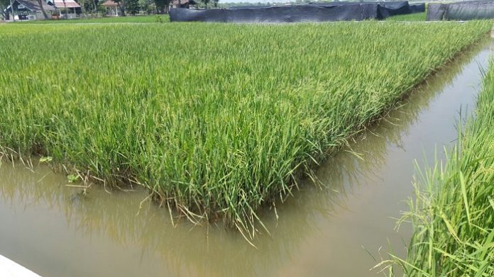 Ada sekitar 34 juta hektare rawa di Indonesia dan lebih dari 9 juta dari total lahan rawa tersebut memiliki potensi untuk produksi pertanian. Foto : Kementerian Pertanian