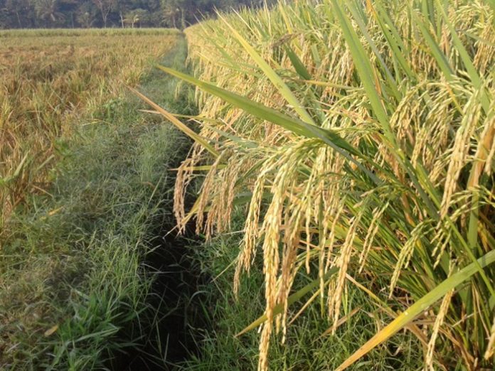 Kulon Progo kembangkan kawasan beras premium yang dikerjasamakan dengan Lembaga Sertifikat Organik (LSO) supaya kelompok tani bisa menanam padi secara organik. Foto : Bukalapak
