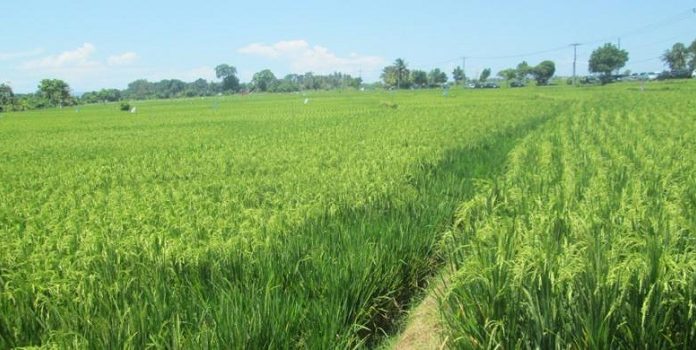 Ditargetkan sawah organik di Purwakarta mencapai 1.000 hektare. Foto : Kompas