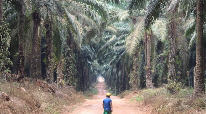 Asosiasi Petani Kelapa Sawit Perusahaan Inti Rakyat (Aspekpir) Indonesia mempunyai lahan seluas 617 ribu hektare dan sebagian besar sudah waktunya diremajakan. Foto : Jos/tropis.co