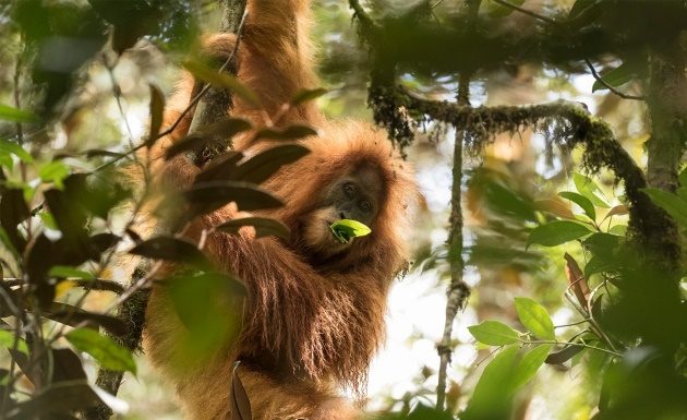 Habitat orangutan Tapanuli di kawasan Batangtoru tersebar pada tiga blok terpisah, yakni blok barat, timur, dan selatan. Foto : Nature