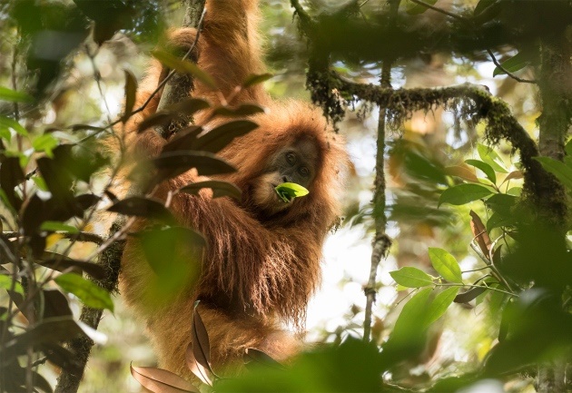 Habitat orangutan Tapanuli di kawasan Batangtoru tersebar pada tiga blok terpisah, yakni blok barat, timur, dan selatan. Foto : Nature