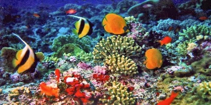 Perlindungan terhadap terumbu karang akan menjadi salah satu topik pembahasan dalam Pertemuan Tahunan IMF-World Bank 2018 di Bali. Foto : Good News from Indonesia