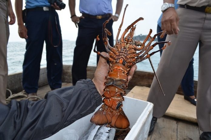 KKP menyatakan penyelundupan benih lobster masih marak terjadi di sejumlah daerah karena harga yang ditawarkan oleh pihak di negara tujuan pengiriman masih tinggi. Foto : KKP News