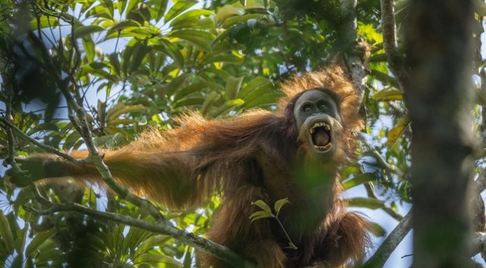Orangutan Tapanuli di kawasan Batang Toru tidak boleh terganggu habitatnya dengan keberadaan PLTA Batang Toru. Foto : worldpressphoto.org