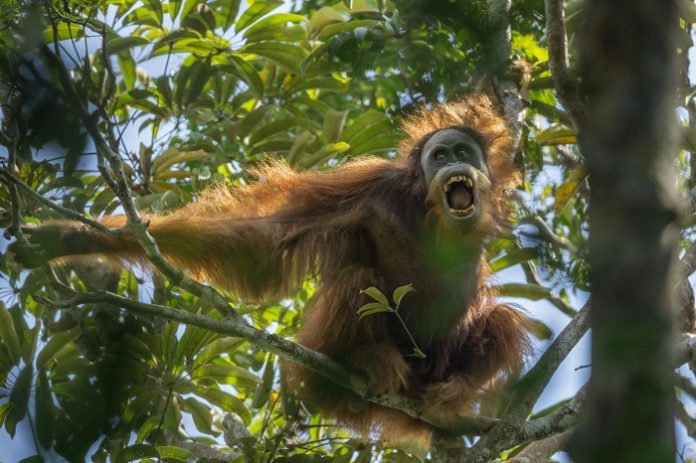 Orangutan Tapanuli di kawasan Batang Toru tidak boleh terganggu habitatnya dengan keberadaan PLTA Batang Toru. Foto : worldpressphoto.org