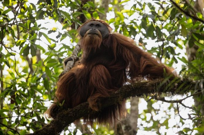 KLHK memiliki perhatian penuh untuk memastikan kelestarian orangutan Tapanuli yang ada di bentang alam Batangtoru. Foto : National Geographic