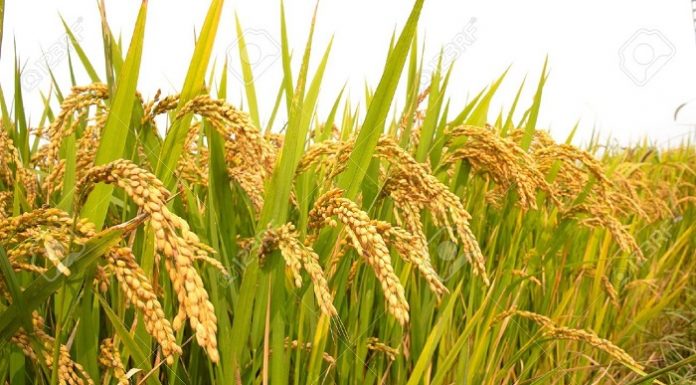 Optimalisasi lahan rawa yang diterapkan di Desa Jejangkit Muara, Kabupaten Barito Kuala, Kalimantan Selatan mampu meningkatkan dan mempertahankan swasembada beras. Foto : Sinar Harapan
