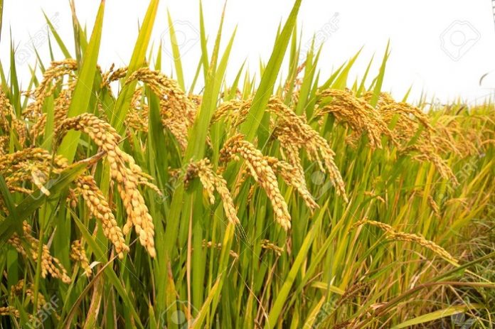 Optimalisasi lahan rawa yang diterapkan di Desa Jejangkit Muara, Kabupaten Barito Kuala, Kalimantan Selatan mampu meningkatkan dan mempertahankan swasembada beras. Foto : Sinar Harapan