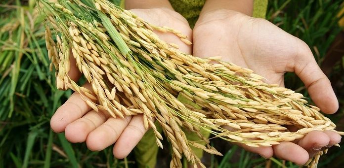 Indonesia perlu mengubah strategi dengan tidak hanya memacu produksi beras tetapi sekaligus membangun komoditas pangan unggulan lainnya. Foto : Sahabat Pegadaian