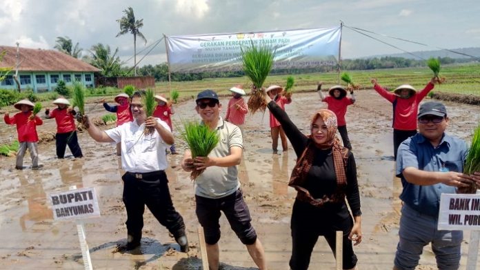 Bupati Banyumas, Achmad Husein dan Direktur Jenderal Hortikultura, Kementerian Pertanian Suwandi secara simbolis melakukan cocok tanam padi di sawah guna meresmikan Gerakan Percepatan Tanam Padi Perdana. Foto : Kementan