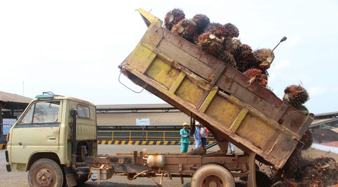 Dalam mengembangkan industri kelapa sawit di Tanah Air, pemerintah mesti menerima masukan dari pihak swasta dan pekebun rakyat skala kecil. Foto : Jos/tropis.co