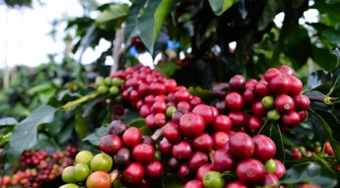 Sertifikasi indikasi geografik (IG) kopi Jember bisa mendongkrak harga jual kopi Jember di pasar. Foto : Bahan Tanam Kopi