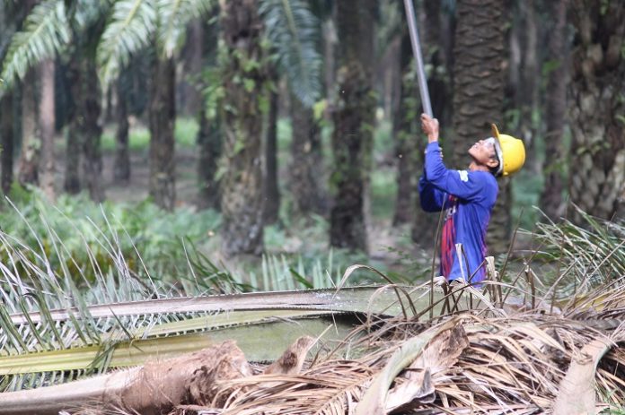 Petani mandiri perlu diedukasi mengenai prinsip-prinsip keberlanjutan dengan mengutamakan intensifikasi lahan kelapa sawit untuk meniadakan deforestasi akibat pembukaan lahan baru. Foto : Jos/tropis.co