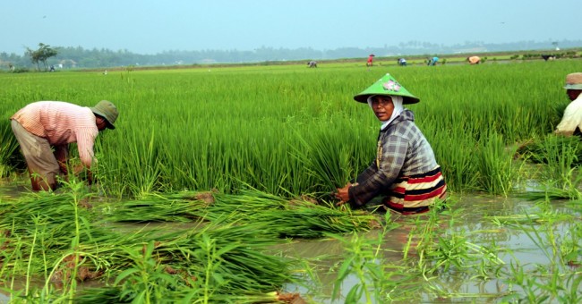 Potensi lahan rawa untuk pengembangan pertanian seluas 21,82 juta hektare atau 64 persen dari total lahan rawa 34,1 juta hektare di Indonesia. Foto : Ekonomi