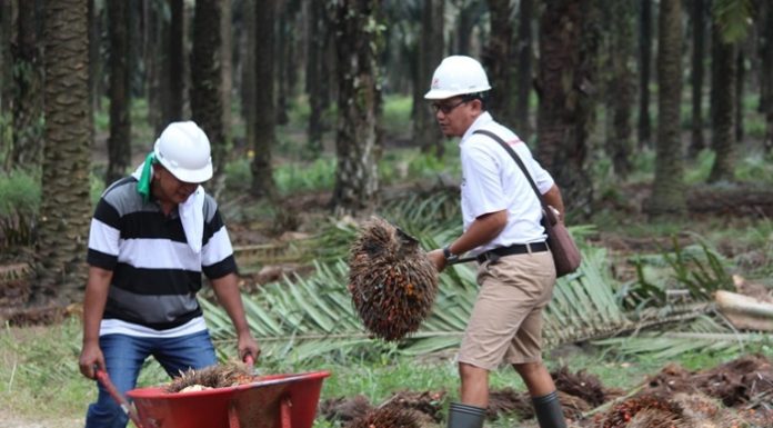 Gapki dan Japbusi siap bekerja sama untuk meningkatkan kesejahteraan ketenagakerjaan di industri kelapa sawit. Foto : Wisesa/tropis.co