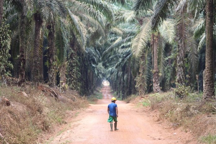 Perkebunan kelapa sawit tidak menjadi penyebab deforestasi di Indonesia. Foto : Wisesa/TROPIS.CO