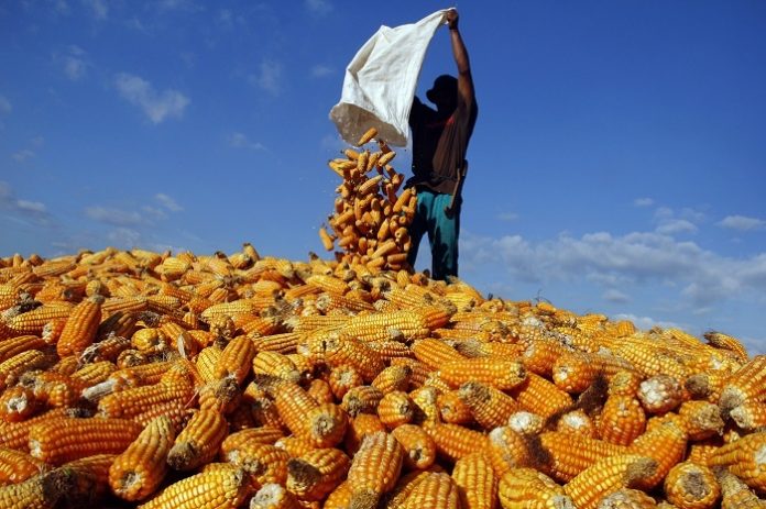 Kementerian Pertanian bergerak cepat distribusikan jagung untuk pakan ternak. Foto : Antara